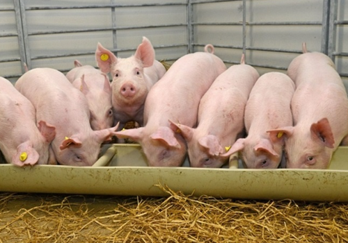 Giá lợn hơi ngày 19/12: Giảm 1.000 - 2.000 đồng/kg tại một số địa phương