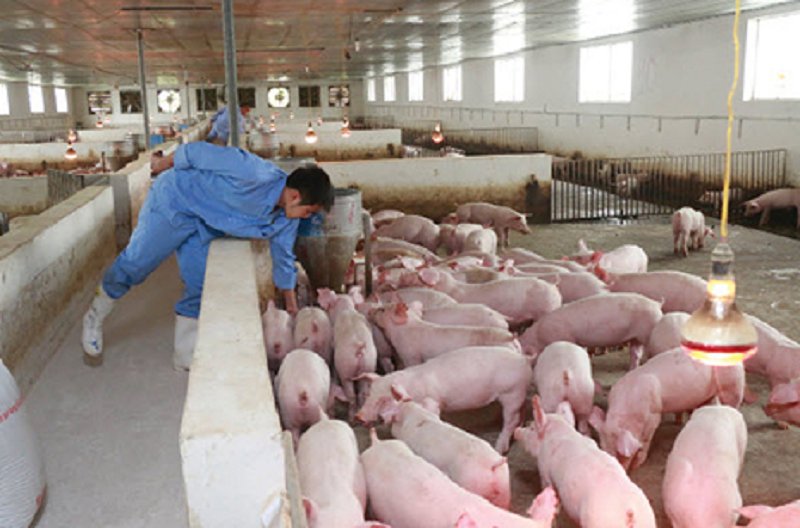 Giá lợn hơi hôm nay 21/12: Ba miền tăng giảm trái chiều