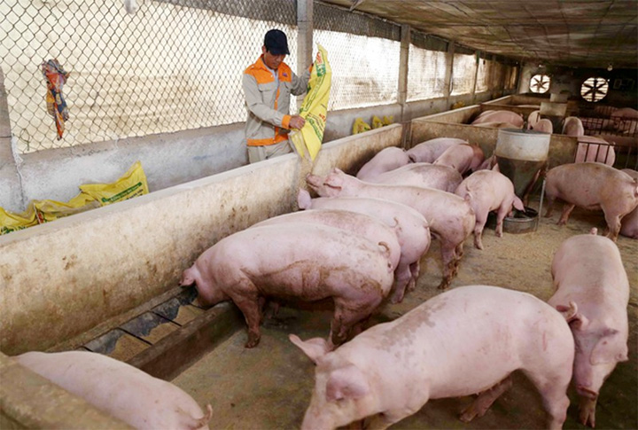 Giá lợn hơi hôm nay 24/12: Tiếp tịch tăng