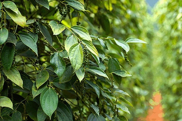 Giá tiêu hôm nay 25/12: Trượt mốc 54.000 đồng/kg