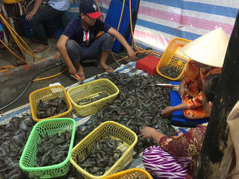 Kiên Giang: Bắt quả tang cơ sở đang tổ chức đưa tạp chất vào tôm nguyên liệu