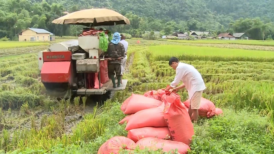 Giá lúa gạo hôm nay ngày 28/12: Đi ngang