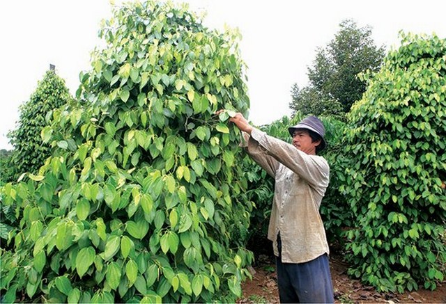 Giá tiêu hôm nay 28/12: Đi ngang