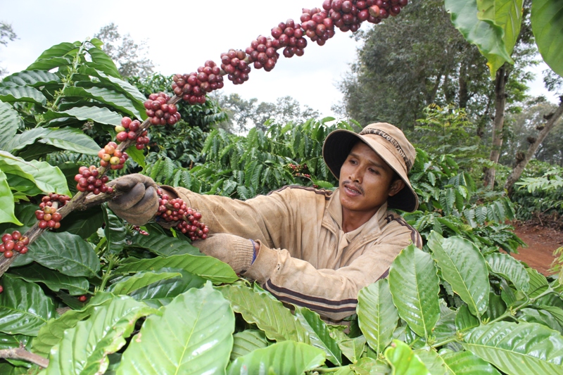Giá cà phê hôm nay 29/12: Cao nhất vẫn 33.000 đồng/kg.
