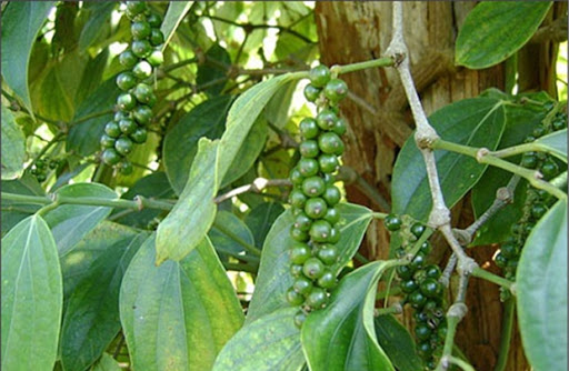 Giá tiêu hôm nay 30/12: Tiếp tục tăng nhẹ