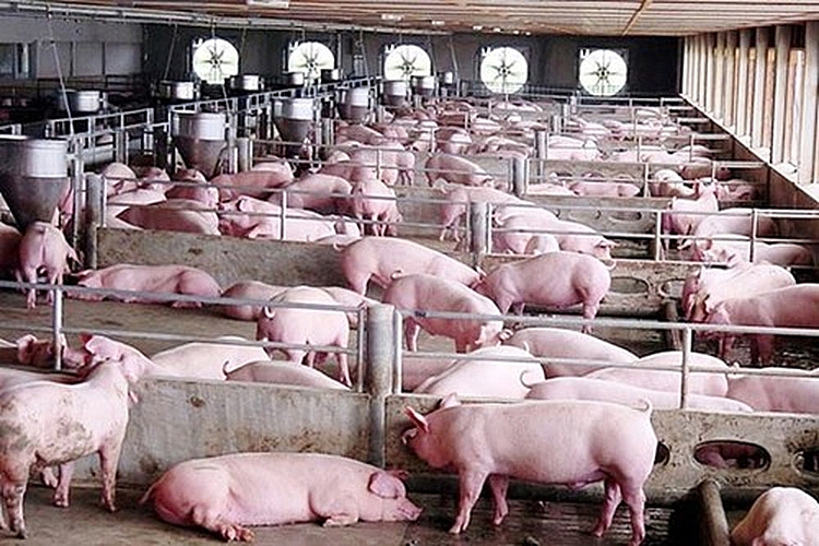 Giá lợn hơi hôm nay 4/1: Cao nhất đạt 80.000 đồng/kg