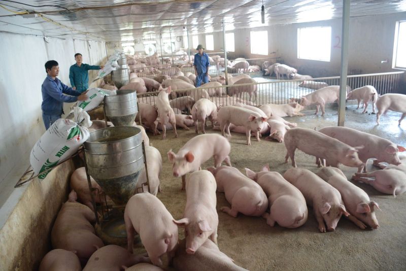 Giá heo hơi hôm nay 5/9: Tăng giảm trái chiều