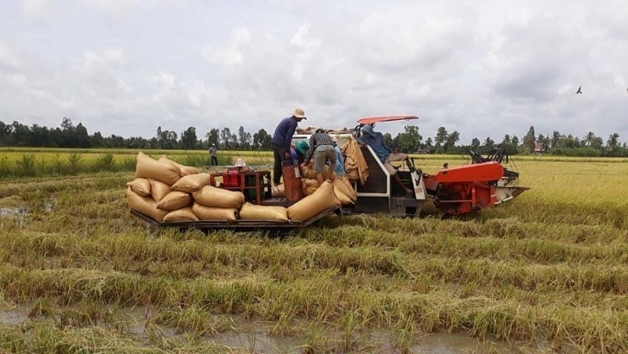 Giá lúa gạo hôm nay ngày 6/1: Ổn định
