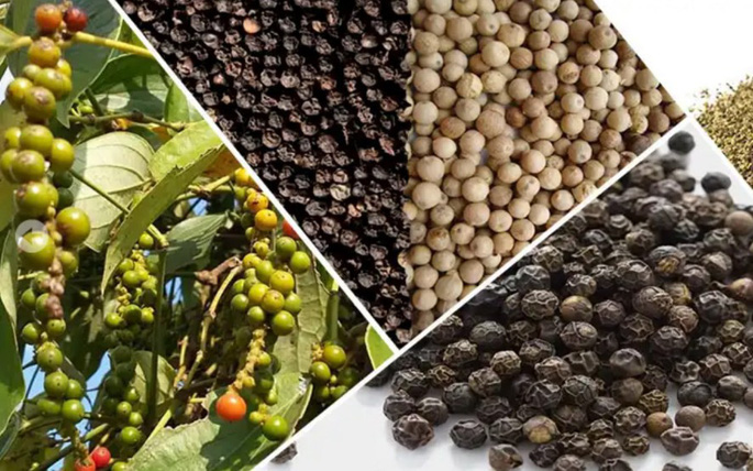 Giá tiêu hôm nay 8/1: Giữ mốc 54 triệu đồng/tấn