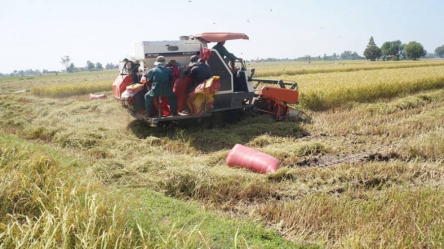 Giá lúa gạo ngày 10/1: Giá lúa gạo duy trì ổn định