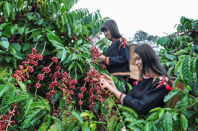 Giá cà phê ngày 11/1: Cao nhất 31.800 đồng/kg