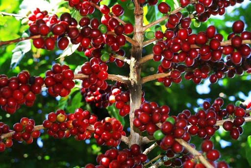 Giá cà phê ngày 12/1: Tín hiệu tích cực từ Robusta, trong nước dứt đà giảm