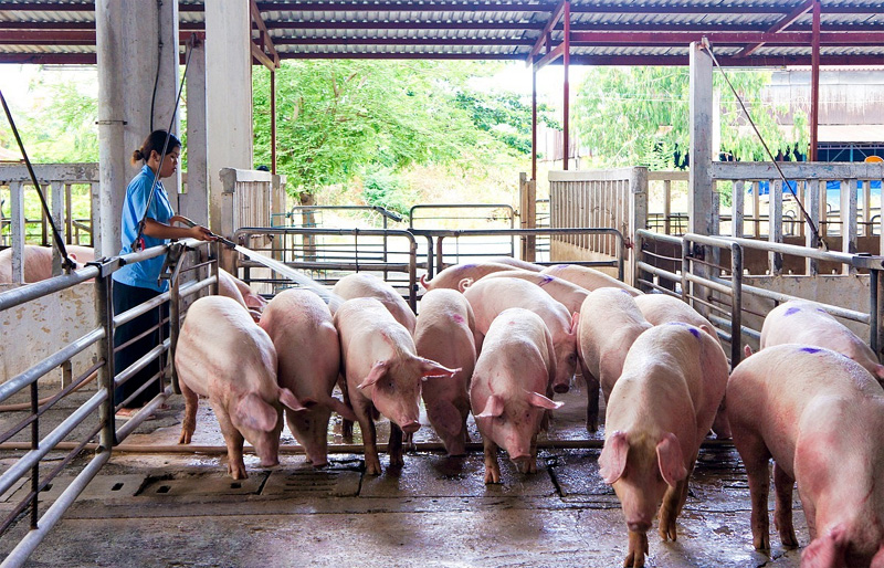 Giá lợn hơi ngày 13/1: Cả 3 miền tiếp tục tăng 1.000 - 3.000 đồng/kg