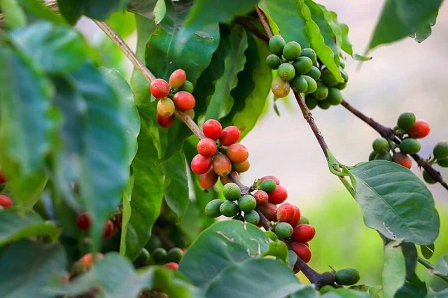 Giá cà phê ngày 13/1: Trong khoảng 30.900 - 31.400 đồng/kg
