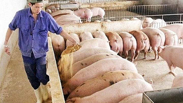 Giá lợn hơi ngày 14/1: Đồng loạt tăng từ 1.000 - 2.000 đồng/kg