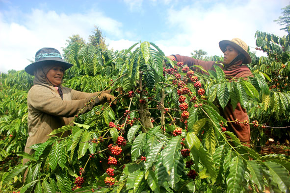 Giá cà phê ngày 14/1: Trong khoảng 31.400 - 31.900 đồng/kg.
