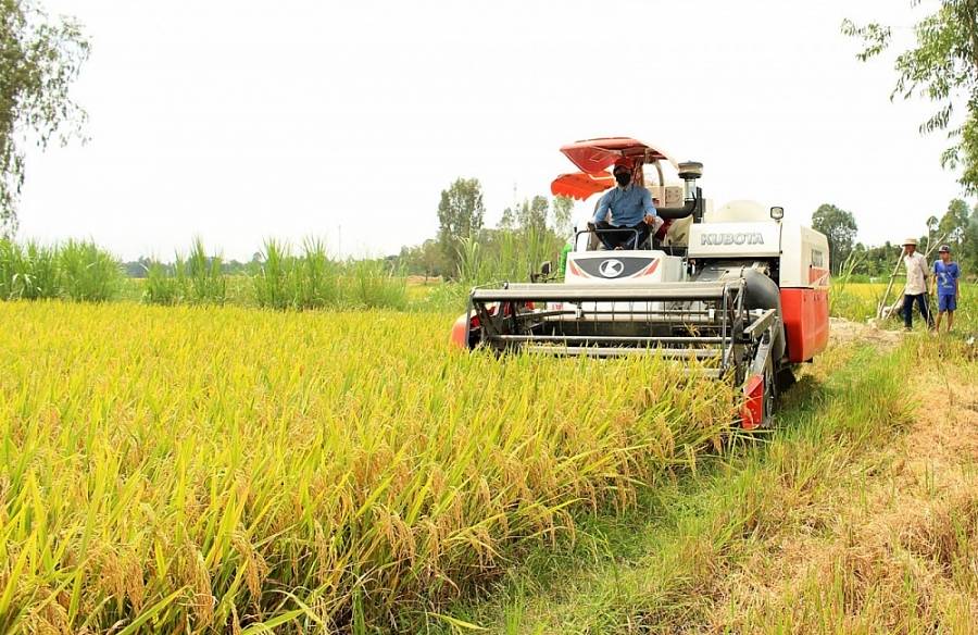 Giá lúa gạo ngày 14/1: Giá lúa gạo ổn định