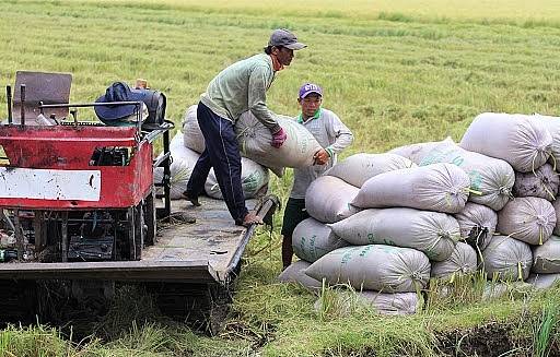 Giá lúa gạo hôm nay ngày 16/1: Giá lúa gạo ở mức cao