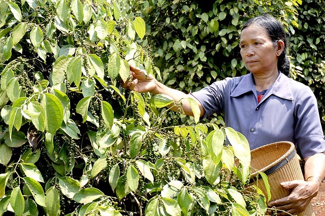 Giá tiêu hôm nay 16/1: Đồng loạt biến động nhẹ,