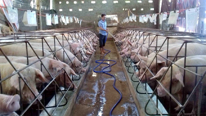 Giá lợn hơi hôm nay 16/1: Cả 3 miền tiếp tục tăng 1.000 - 2.000 đồng/kg