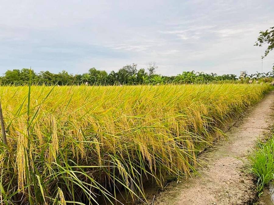 Giá lúa gạo ngày 17/1: Giá lúa gạo đi ngang