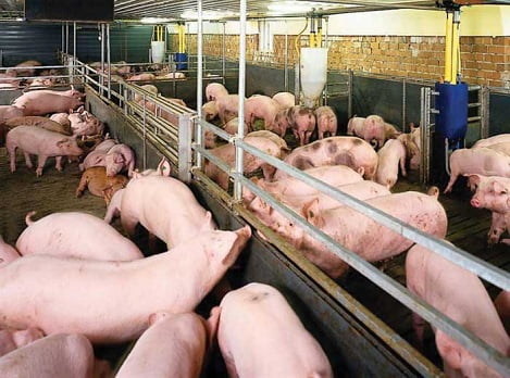 Giá lợn hơi ngày 17/1: Dao động quanh mức 80.000 đồng/kg.