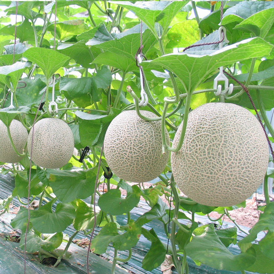 Hợp tác xã Nông nghiệp công nghệ cao Kim Long (Bình Dương): Đón nhận chứng chỉ GlobalGAP sản phẩm dưa lưới