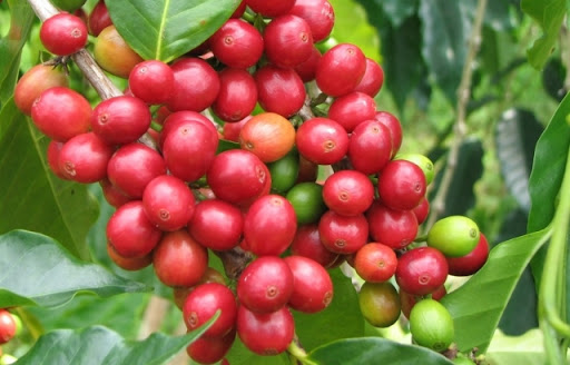 Giá cà phê ngày 18/1: Trong khoảng 31.800 - 32.200 đồng/kg.
