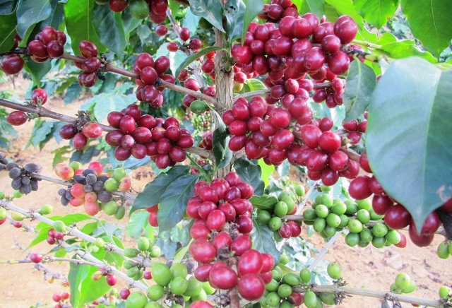 Giá cà phê ngày 19/1: Giữ mốc 32 triệu đồng/tấn