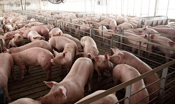 Giá lợn hơi ngày 19/1: Miền Trung và miền Nam tăng 1.000 - 2.000 đồng/kg