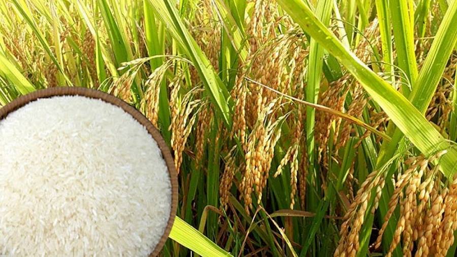 Giá lúa gạo ngày 19/1: Giá gạo trong nước bật tăng