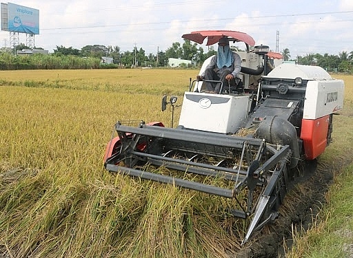 Giá lúa gạo ngày 20/1: Nhu cầu mua thấp, giá lúa gạo ổn định