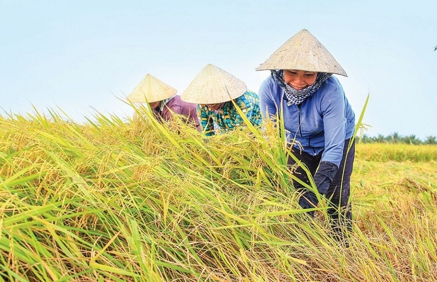 Giá lúa gạo ngày 21/1: Giá cọc lúa Đông Xuân ở mức cao