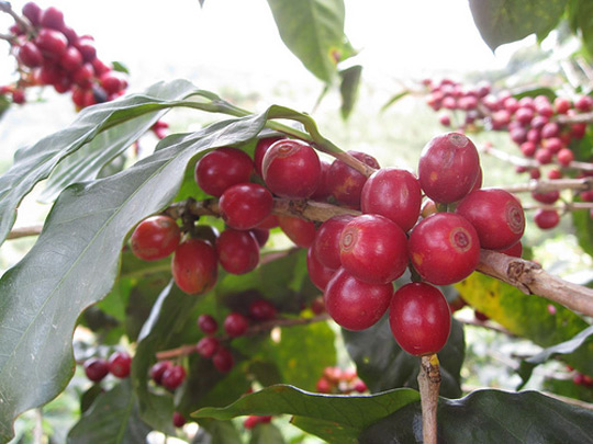 Giá cà phê ngày 21/1: Trong khoảng 31.300 - 31.800 đồng/kg.