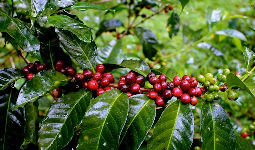 Giá cà phê ngày 22/1: Trong khoảng 31.100 - 31.500 đồng/kg