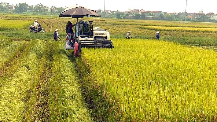 Giá lúa gạo ngày 22/12: Giá gạo xuất khẩu tăng nhẹ