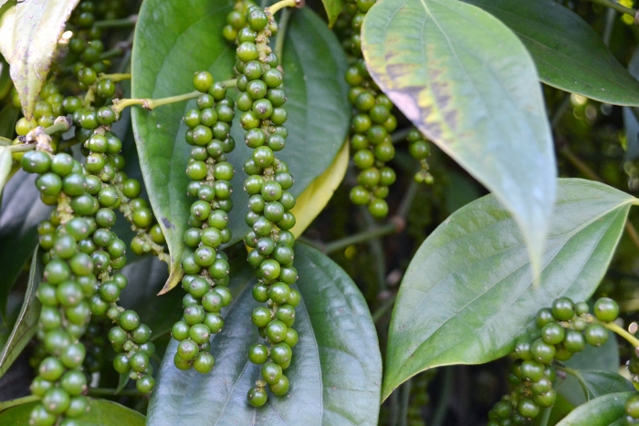 Giá tiêu ngày 22/1: Vẫn giữ mốc 50.000 đồng/kg.