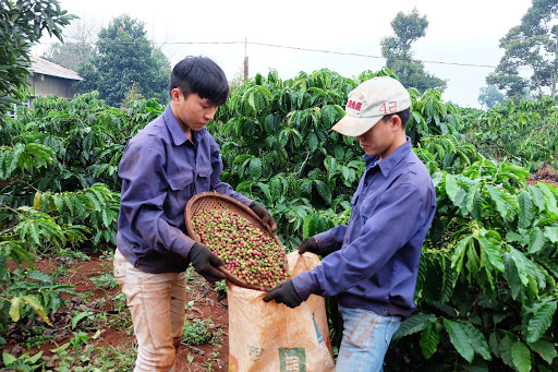 Giá cà phê ngày 24/1: Tăng 100 đồng/kg