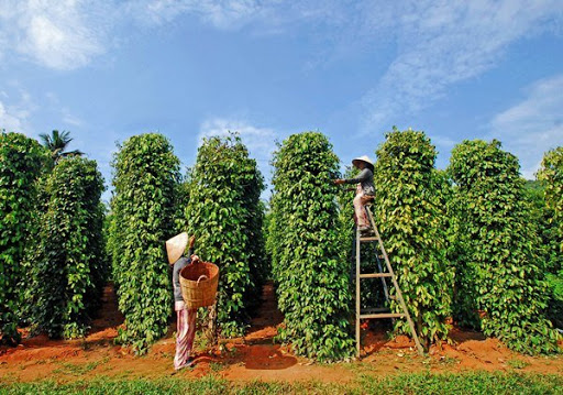 Giá tiêu ngày 24/1: Xu hướng tăng ở Gia Lai, Đồng Nai