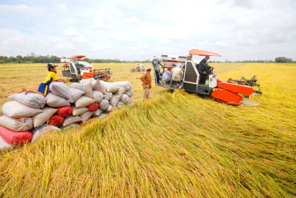 Giá lúa gạo ngày 24/1: Cuối tuần giá lúa đi ngang