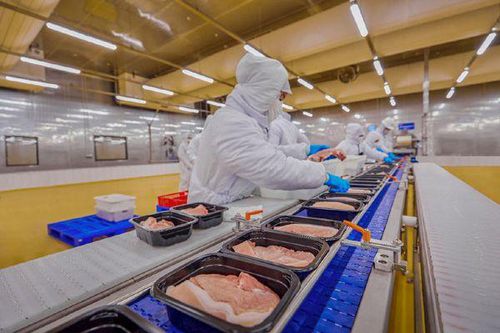 Giá lợn hơi ngày 25/1: Miền Bắc đi ngang