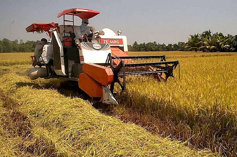 Giá lúa gạo ngày 25/1: Thị trường giao dịch chậm, giá lúa neo cao