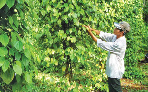Giá tiêu ngày 25/1: Trong khoảng 50.500 - 53.000 đồng/kg