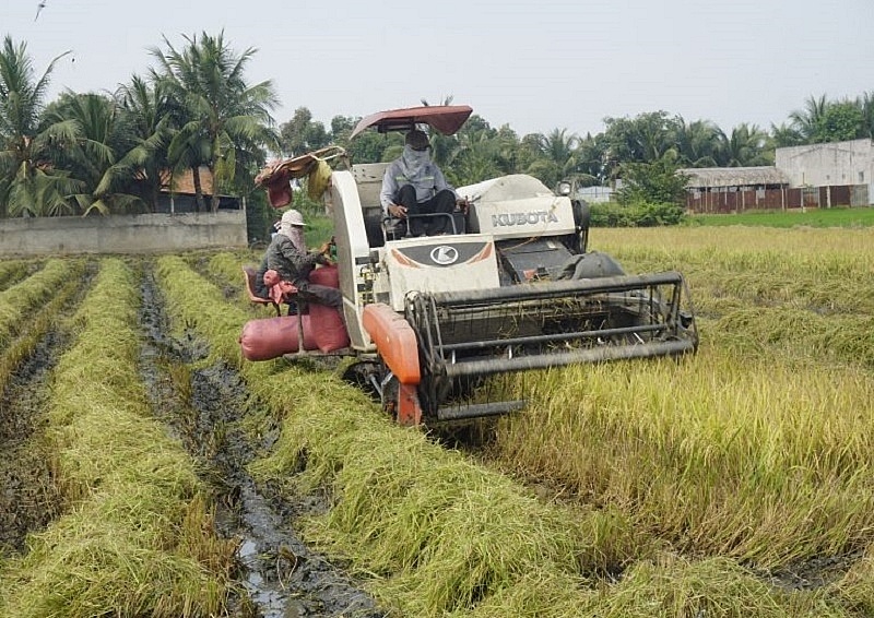 Giá lúa gạo ngày 26/1: Giá lúa ở mức cao