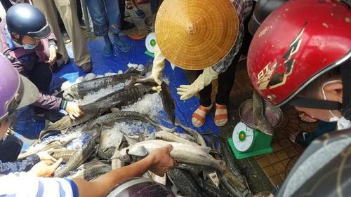Phát hiện các hình thái cá tầm không được phép kinh doanh ở VIệt Nam