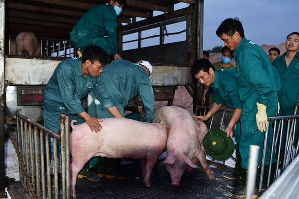 Giá lợn hơi hôm nay 27/1: Tăng giảm trái chiều