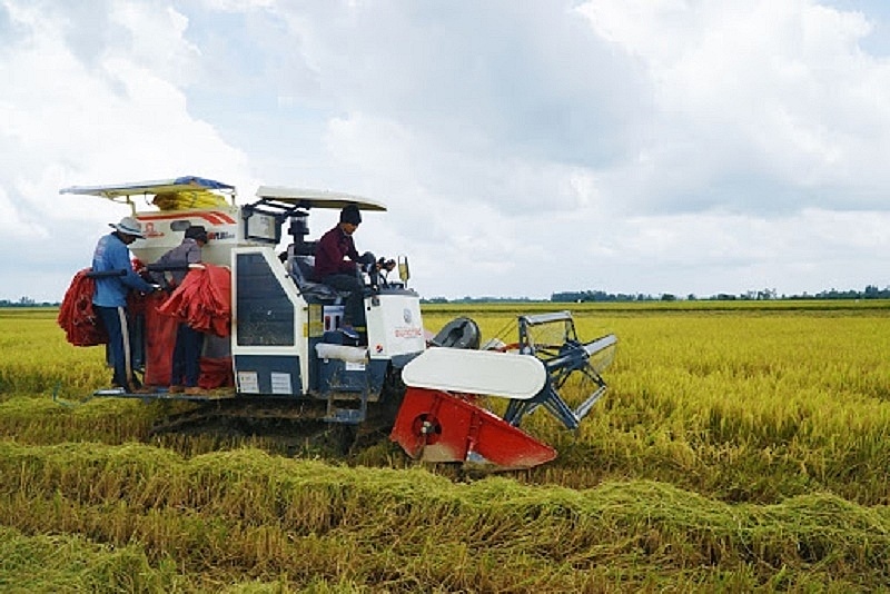 Giá lúa gạo ngày 28/1: Nhu cầu mua nhiều, giá lúa gạo tiếp tục tăng
