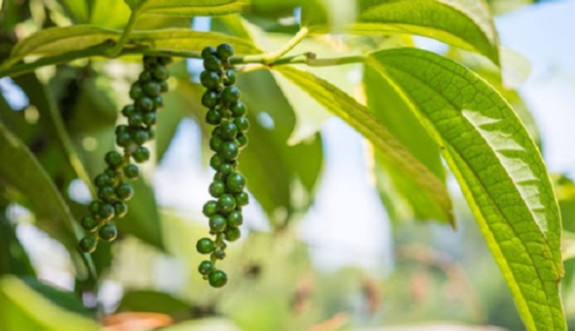 Giá tiêu ngày 28/1: Thấp nhất 51.000 đồng/kg.