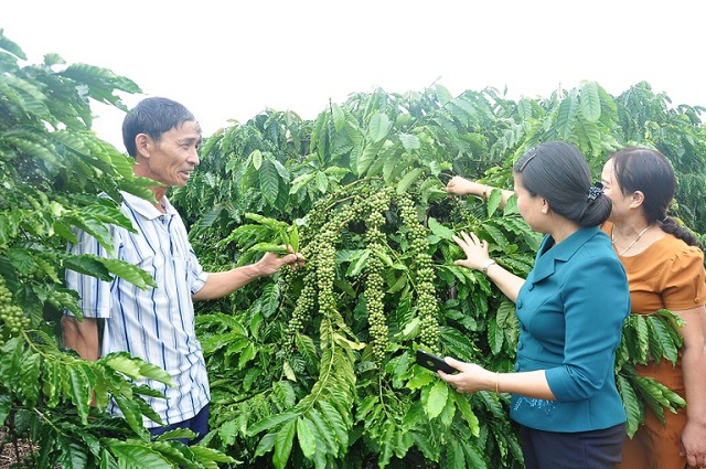 Giá cà phê ngày 29/1: Trong khoảng 30.800 - 31.100 đồng/kg.