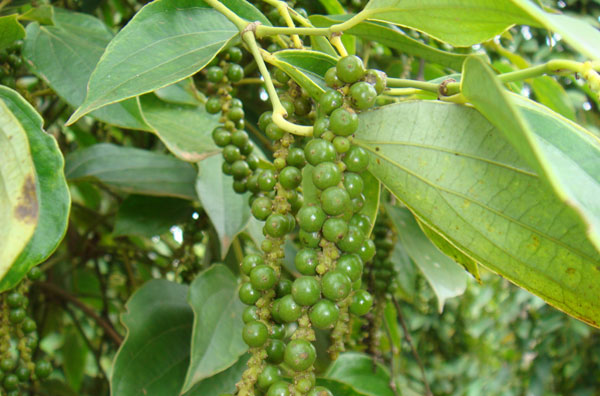 Giá tiêu ngày 29/1: Trong khoảng 51.000 - 53.000 đồng/kg.